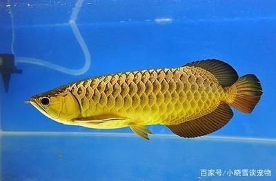 水族館里面有什么功效：水族館功效詳情 水族館百科（水族館加盟） 第4張