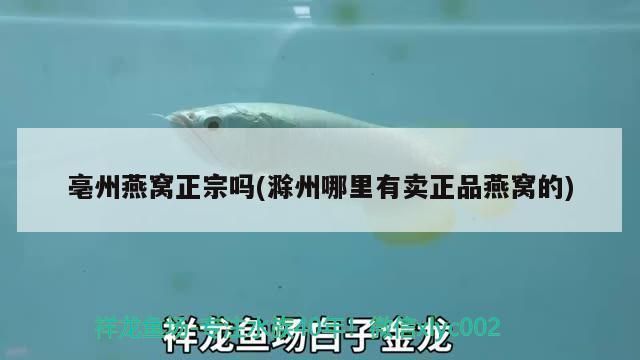 滁州龍魚專賣店：滁州彩鰈魚缸專賣店 全國觀賞魚市場 第6張