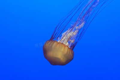 水族館建設(shè)相關(guān)文件有哪些：臺州水族館施工方案 水族館百科（水族館加盟） 第6張