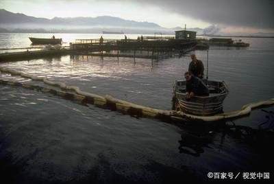 頂級龍魚排行次序：市場上最受歡迎的幾種頂級龍魚 水族問答 第1張