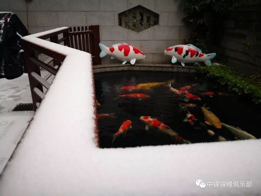 頂級血紅龍魚：頂級血紅龍是什么？ 水族問答 第3張