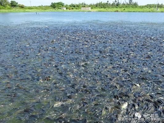 東北小金龍魚是什么魚種的：東北小金龍魚是一種淡水魚類屬于鯉形目鯉科的一種 水族問(wèn)答 第3張