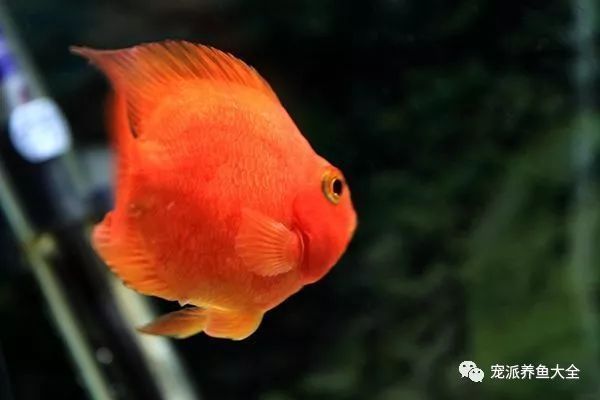 多大的銀龍魚可以喂泥鰍 水族問答 第1張