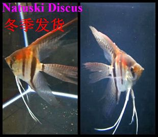 二手龍魚轉(zhuǎn)讓多少錢：二手龍魚的交易價格 水族問答 第3張