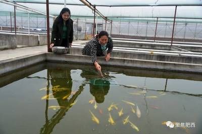 防止龍魚掉眼配什么魚：關(guān)于龍魚掉眼的問題 水族問答 第3張