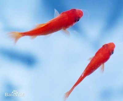 防止龍魚(yú)掉眼最有效的方法：如何防止龍魚(yú)掉眼 水族問(wèn)答 第2張