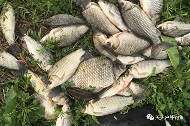 飛龍魚(yú)是什么魚(yú)：淡水中生活的魚(yú)類(lèi)屬于輻鰭亞綱、鯉科、鯉科、鯉科 水族問(wèn)答 第1張