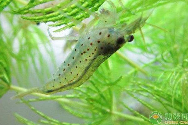 粉色的龍魚：關(guān)于粉色龍魚的疑問 水族問答 第2張