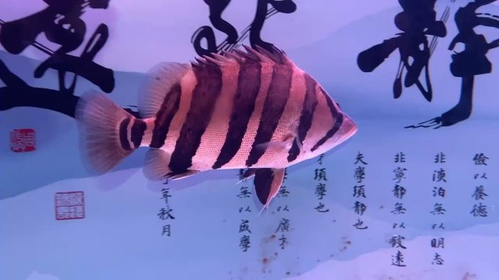 虎魚：北京老寧評(píng)論：紅尾金龍、金頭銀鱗魚，是觀賞性極強(qiáng)的魚類之一 觀賞魚論壇 第1張