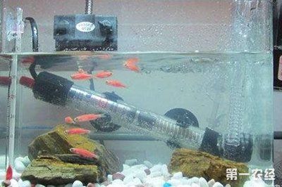 魚(yú)缸加熱棒哪個(gè)牌子好耐用：魚(yú)缸加熱棒功率選擇指南 魚(yú)缸百科 第5張