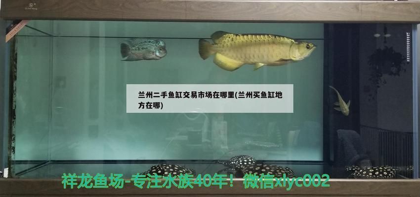 伊春龍魚專賣店：伊寧市金龍魚專賣店