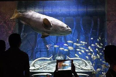 水族館飯店：《水族館飯店》影評 水族館百科（水族館加盟） 第4張