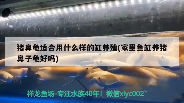 養(yǎng)豬鼻龜要多大的魚缸：養(yǎng)豬鼻龜需要多大的魚缸才能養(yǎng)活它 豬鼻龜百科 第2張