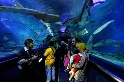 水族館是干什么的呢：水族館主要功能和作用 水族館百科（水族館加盟） 第5張