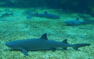 保定水族館：保定旅游攻略保定水族館