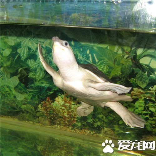 豬鼻龜是風(fēng)水魚嗎為什么會(huì)死：關(guān)于豬鼻龜?shù)膸讉€(gè)問(wèn)題