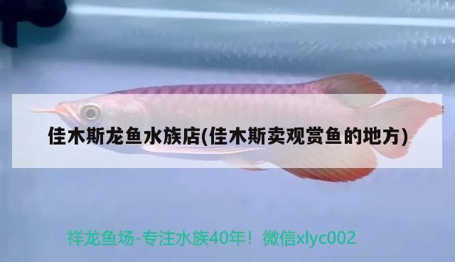 佳木斯觀賞魚批發(fā)市場：佳木斯觀賞魚市場 全國觀賞魚市場 第2張