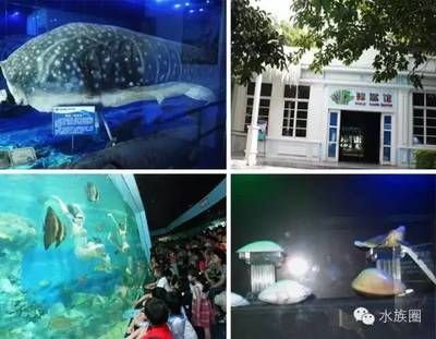 水族館里一般有什么動物：水族館中常見的動物包括魚類、兩棲類和爬行類和爬行類 水族館百科（水族館加盟） 第4張