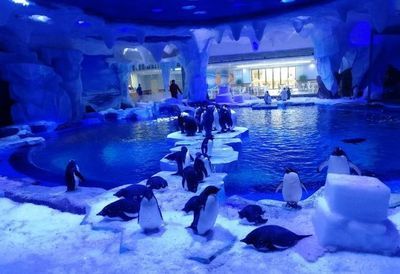 水族館的利潤有多大：上海海洋水族館開設(shè)水族館投資成本構(gòu)成詳解水族館利潤詳解 水族館百科（水族館加盟） 第3張