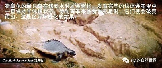 豬鼻龜下蛋怎么辦才能孵化：豬鼻龜怎么看公母 豬鼻龜百科 第5張