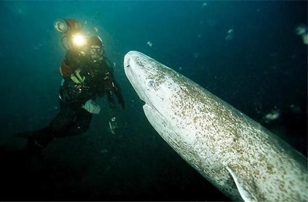 20cm金龍魚一天喂幾次食物：20厘米長的金龍魚一天應(yīng)喂食1至2次 水族問答 第1張