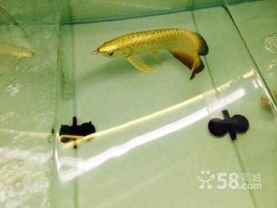 無錫龍魚專賣店