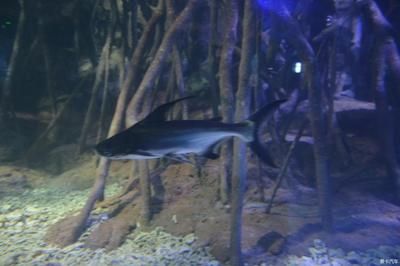 水族館里有什么小魚：水族館中的小丑魚