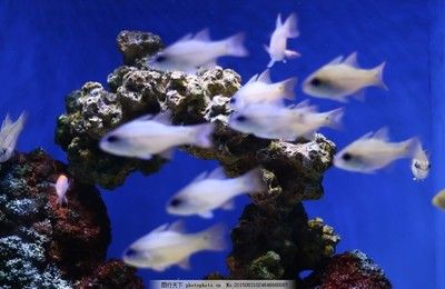 水族館里有什么小魚：水族館中的小丑魚