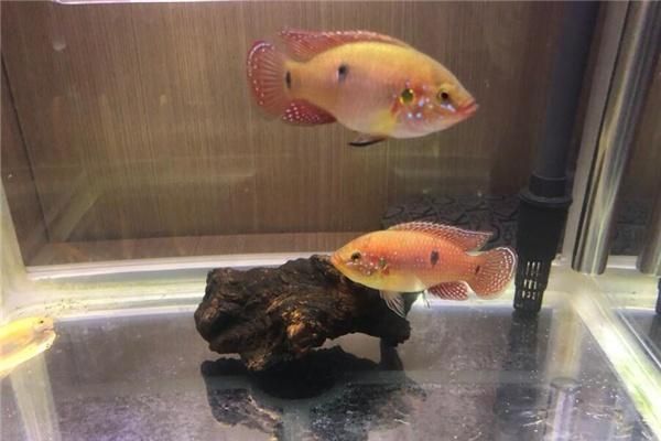 20多厘米的龍魚半年長多少斤：龍魚半年內(nèi)的體重增長情況 水族問答 第2張