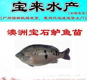 20公分 紅龍魚價格：關(guān)于紅龍魚的問題 水族問答 第1張