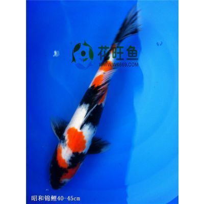 20公分 紅龍魚價格：關(guān)于紅龍魚的問題 水族問答 第2張