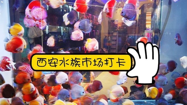 西安水族批發(fā)市場(chǎng)：西安最大的水族批發(fā)市場(chǎng) 全國(guó)觀賞魚市場(chǎng) 第7張