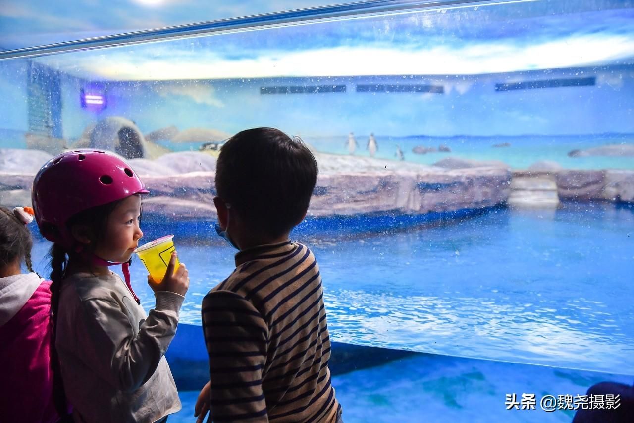 水族館怎么建的：水族館建設(shè)需要考慮多種因素和吸引游客并教育水族館建設(shè) 水族館百科（水族館加盟） 第1張