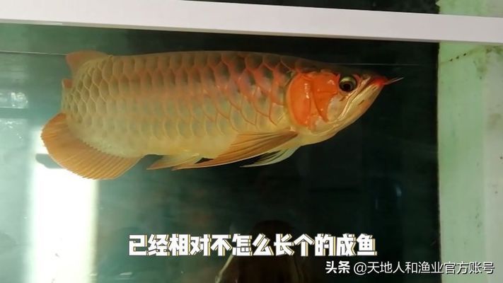 龍魚怎樣才是兜嘴掉眼 龍魚百科 第4張