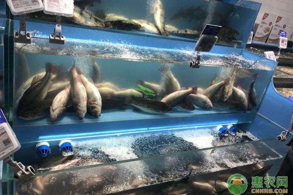 20公分龍魚喂什么：20公分以上的龍魚可以喂食較大型的魚類或蝦類生餌 水族問(wèn)答 第1張