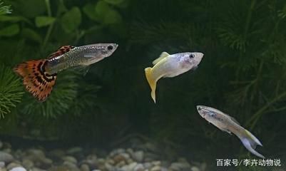 20公分龍魚(yú)喂什么比較好養(yǎng)：20公分的龍魚(yú)適合喂什么樣的食物？ 水族問(wèn)答 第1張