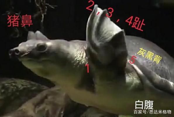 豬鼻龜是風(fēng)水魚(yú)嗎為什么不能養(yǎng)：豬鼻龜不讓養(yǎng)了嗎