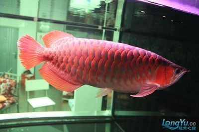 北海龍魚專賣店：北海魚缸批發(fā)市場 全國觀賞魚市場 第3張