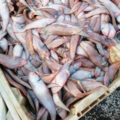 北海龍魚專賣店：北海魚缸批發(fā)市場 全國觀賞魚市場 第2張