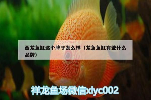 西龍魚缸怎么樣：西龍魚缸用戶評價(jià)匯總 魚缸百科 第3張