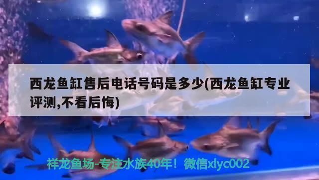 西龍魚缸怎么樣：西龍魚缸用戶評價(jià)匯總 魚缸百科 第4張