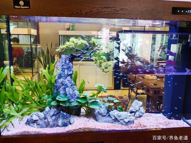 燕魚(yú)魚(yú)缸造景圖片大全：燕魚(yú)魚(yú)缸造景圖片大全展示了多種設(shè)計(jì)巧妙且美觀的魚(yú)類(lèi)飼養(yǎng)環(huán)境 魚(yú)缸百科 第4張