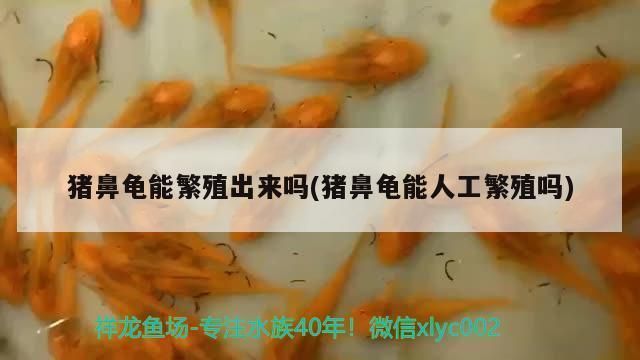 豬鼻龜可以繁殖嗎：豬鼻龜能人工繁殖出來嗎(豬鼻龜能繁殖出來嗎