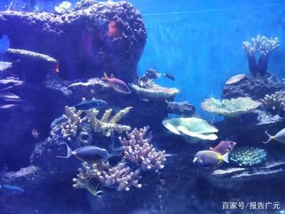 廣元水族館：四川省廣元水族館位于四川省廣元水族館附近的水上樂園 全國觀賞魚市場 第2張