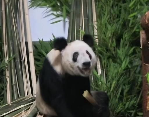 海北藏族自治州水族館：北海北藏族自治州旅游攻略 全國觀賞魚市場 第3張