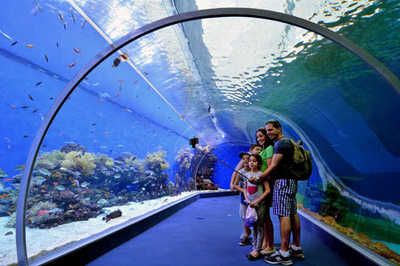 水族館叫什么名字：世界最大的水族館——喬治亞水族館