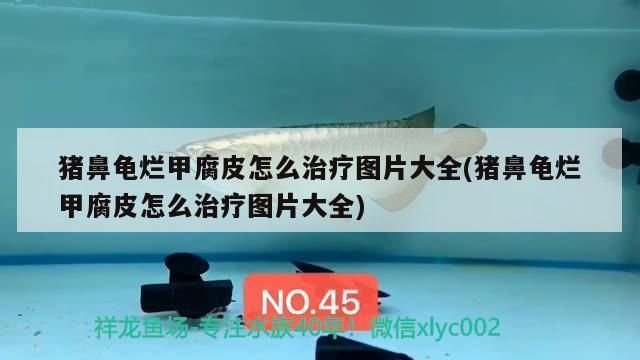 豬鼻龜身上白色腐爛圖片大全：豬鼻龜爛甲腐皮怎么辦