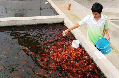 20厘米的金龍魚一天喂多少飼料：喂金龍魚一天要多少飼料，喂食頻率應(yīng)遵循“少食多餐”原則 水族問答 第1張