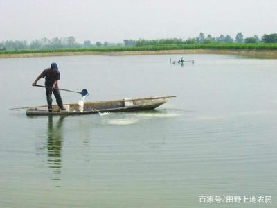 20厘米的金龍魚應(yīng)該怎樣喂食：20厘米的金龍魚每天喂食1-2次，每次喂食量應(yīng)為其體重8成飽 水族問答 第2張