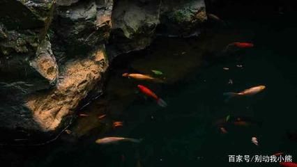 水族館店鋪分類屬于什么類型的：水族館店鋪分類 水族館百科（水族館加盟） 第1張